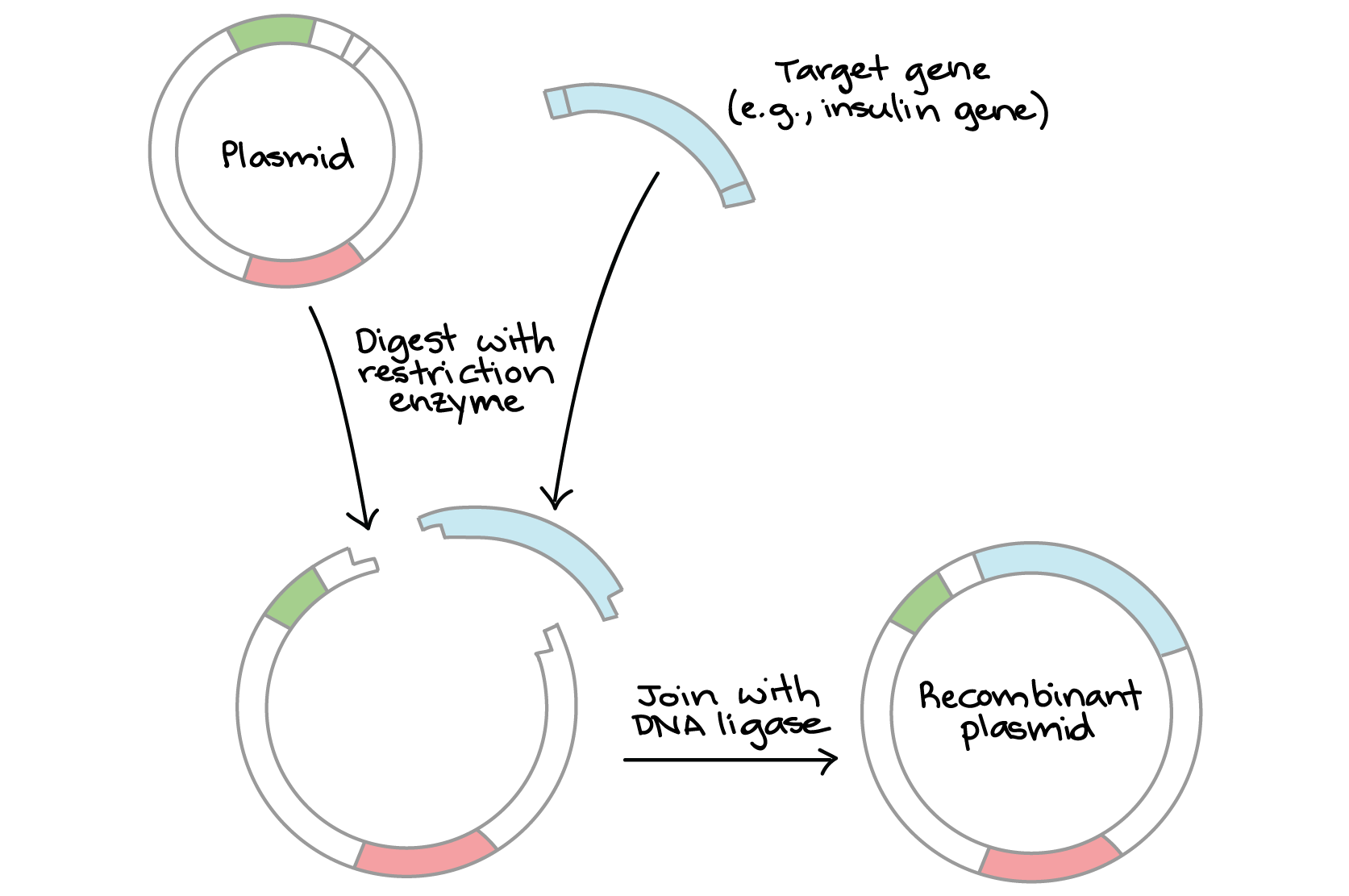 Schematisk bild av tleilaxansk kloningsteknik